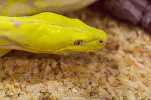 Closeup of Gold Python,Reticulated python photo