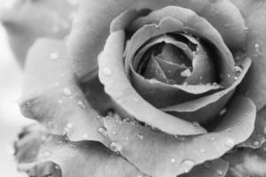 Black and white rose background with water drops photo