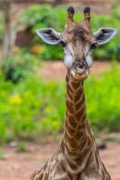 cara de masai jirafa comiendo foto