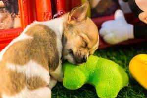 Sleeping baby chihuahua photo