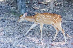 Baby deer in the park photo