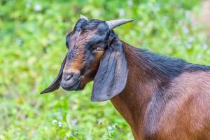 Face of Goat on summer photo