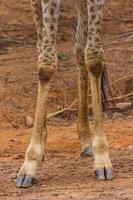Foot of Masai giraffe photo