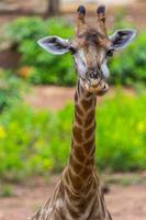 Face of Masai giraffe eating photo