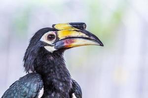 face of Great hornbill, close up photo