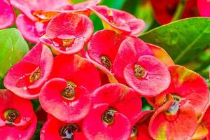 Close up  Crown of thorns flowers with water drop photo