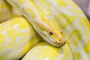 Closeup Gold Python,Reticulated python photo