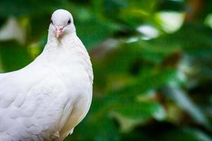face of Pied Imperial Pigeon bird catch on the tree photo