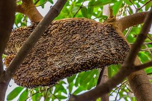 grande panal en el árbol foto