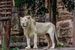 león es acecho comida en el zoo foto