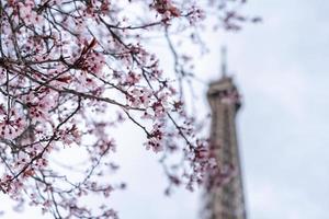 Spring in Paris. Bloomy cherry tree and the Eiffel Tower. photo