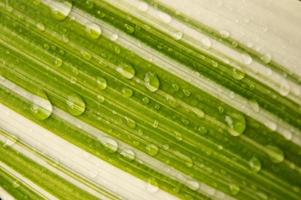 Parallel lines of white and green with drolets on surface of leaf. photo