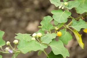 Branch with leaves and young fruits Purple-Fruited Pea Eggplant. Another name is Solanum Trilobatum, Sparrow's Brinjal. photo