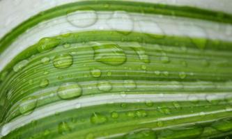 Drops of water on leaf, parallel lines of white and green leaf. photo