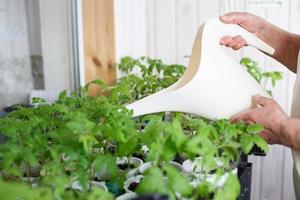 a woman growing and watering tomato seedlings on the balcony from a watering can photo