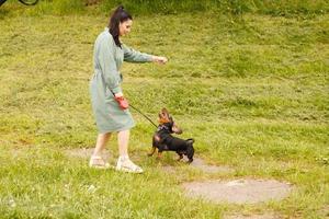 perro dachshund saltando por un palo en un campo con hierba verde. mujer juega con su perro. foto