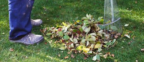 man sweeping fallen autumn leaves on his lawn. fall work concept. banner photo