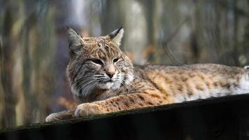 vídeo do lince dentro jardim zoológico video