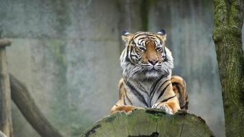 vídeo de sumatra Tigre en zoo video