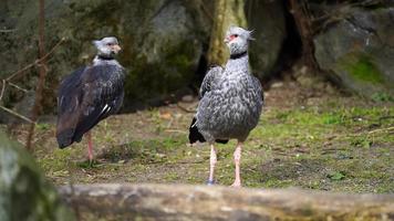 Video of Southern screamer in zoo