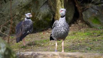 Video of Southern screamer in zoo