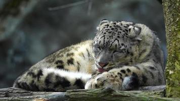 vidéo de neige léopard dans zoo video
