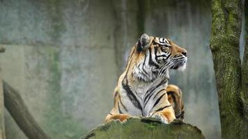 vídeo do sumatra tigre dentro jardim zoológico video