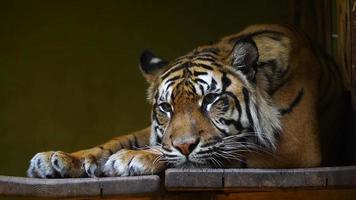 vídeo do sumatra tigre dentro jardim zoológico video