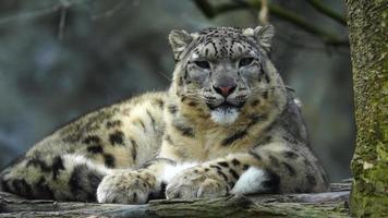 vídeo do neve leopardo dentro jardim zoológico video