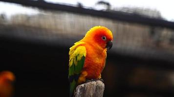 Video of Sun parakeet in zoo