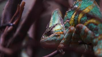 Video of Veiled chameleon in terrarium