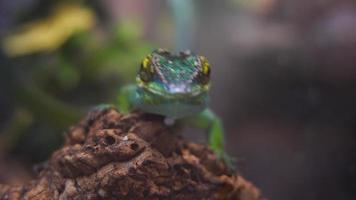 Baracoa giant anole video