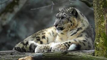 Video of Snow leopard in zoo