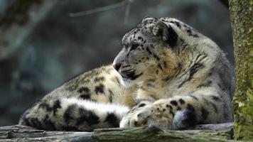 video van sneeuw luipaard in dierentuin