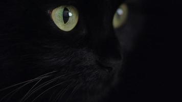 fechar acima retrato do uma Preto fofo gato com verde olhos. dia das Bruxas símbolo video