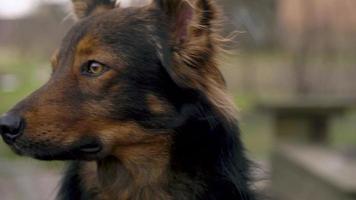 portret van een schattig bastaard- hond buitenshuis video