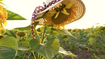 girasol campo a puesta de sol. gracioso concepto - girasol vestido en un hembra sombrero. agricultura. cosecha video