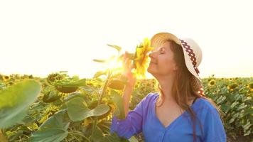 vrouw in een blauw jurk en hoed snuift en onderzoekt een zonnebloem in de veld- Bij zonsondergang. landbouw. oogsten video