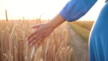 hembra mano conmovedor trigo en el campo en un puesta de sol ligero video