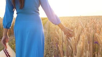 femmina mano toccante Grano su il campo nel un' tramonto leggero video