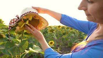 Sunflower field at sunset. Funny concept - sunflower dressed in a female hat. Agriculture. Harvesting video