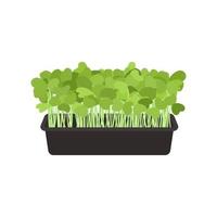 Seeds and sprouts of microgreens of arugula. Design element. Vector illustration.