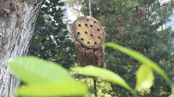 a bee hotel, Insect hotel on the tree video