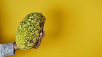 holding a jackfruits against yellow background . video