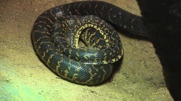 un selectivo atención Disparo de un chilabothrus angulífero serpiente. cubano boa video