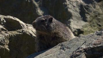 Wild marmot shows its teeth, mountain marmot video
