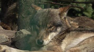 A wolf is sleeping under a tree in the forest video