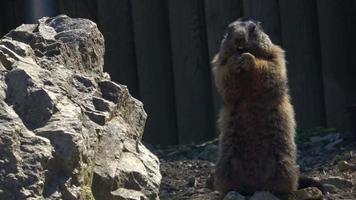 Wild marmot shows its teeth, mountain marmot video