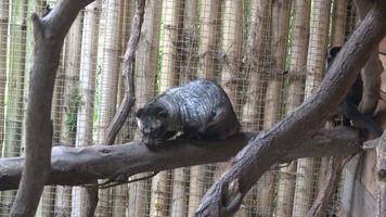 Aziatisch palm civet paradoxurus hermafroditus video