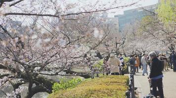 tokio, Japón - marzo 18 , 2023 Cereza florecer que cae en ueno parque tokio , Japón video